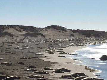Juvenile elephant seals lining the coast at their rookery just north of San Simeon on the California Central Coast