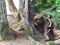 Trees sculpted by the wind atop Mt Roberts, Juneau Alaska