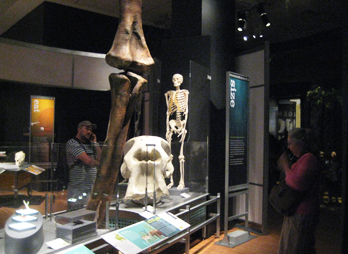 Part of The World’s Largest Dinosaurs Exhibit showing comparisons of Dinosaur and Human bones at the American Museum of Natural History, NYC