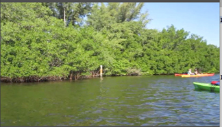 Kayaking in the South Lido Mangrove Tunnels, Sarasota, Florida