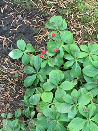 Plants found on top of Mt. Roberts, Juneau Alaska