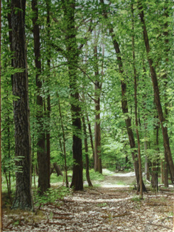 Marlene Wiedenbaum pastel Mohonk Preserve Path ii