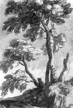 Study of Trees